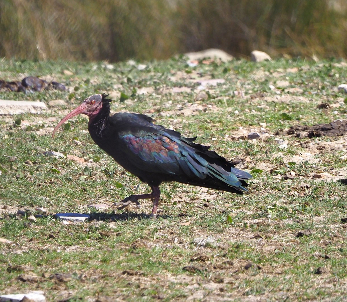 skallet ibis - ML610844002
