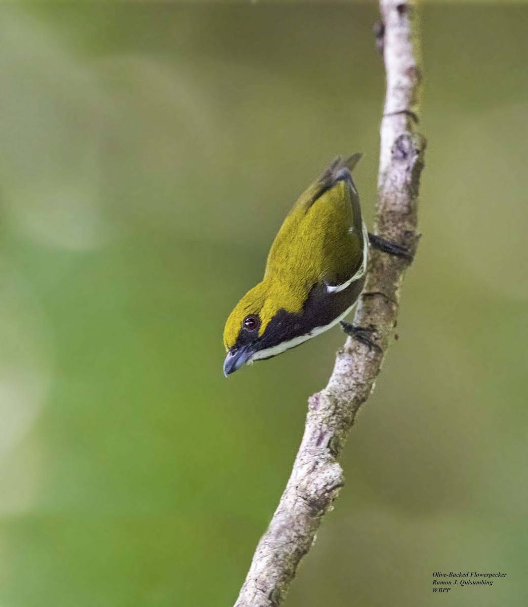 Olive-backed Flowerpecker - Ramon Quisumbing