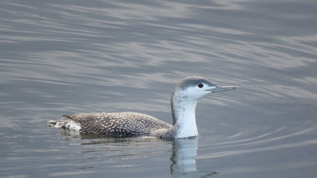 Red-throated Loon - Philip Taylor
