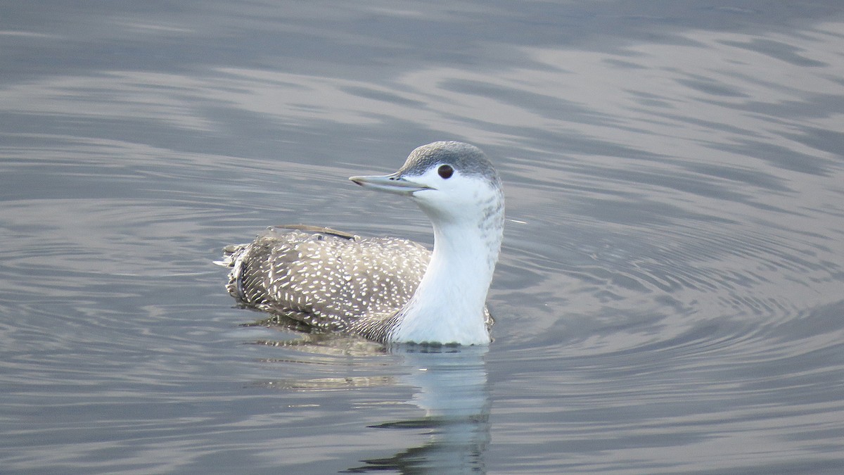 Red-throated Loon - ML610844498