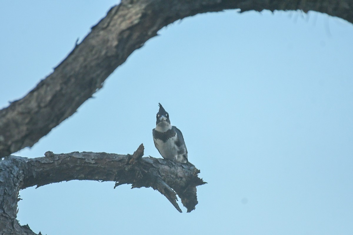 Belted Kingfisher - ML610844732
