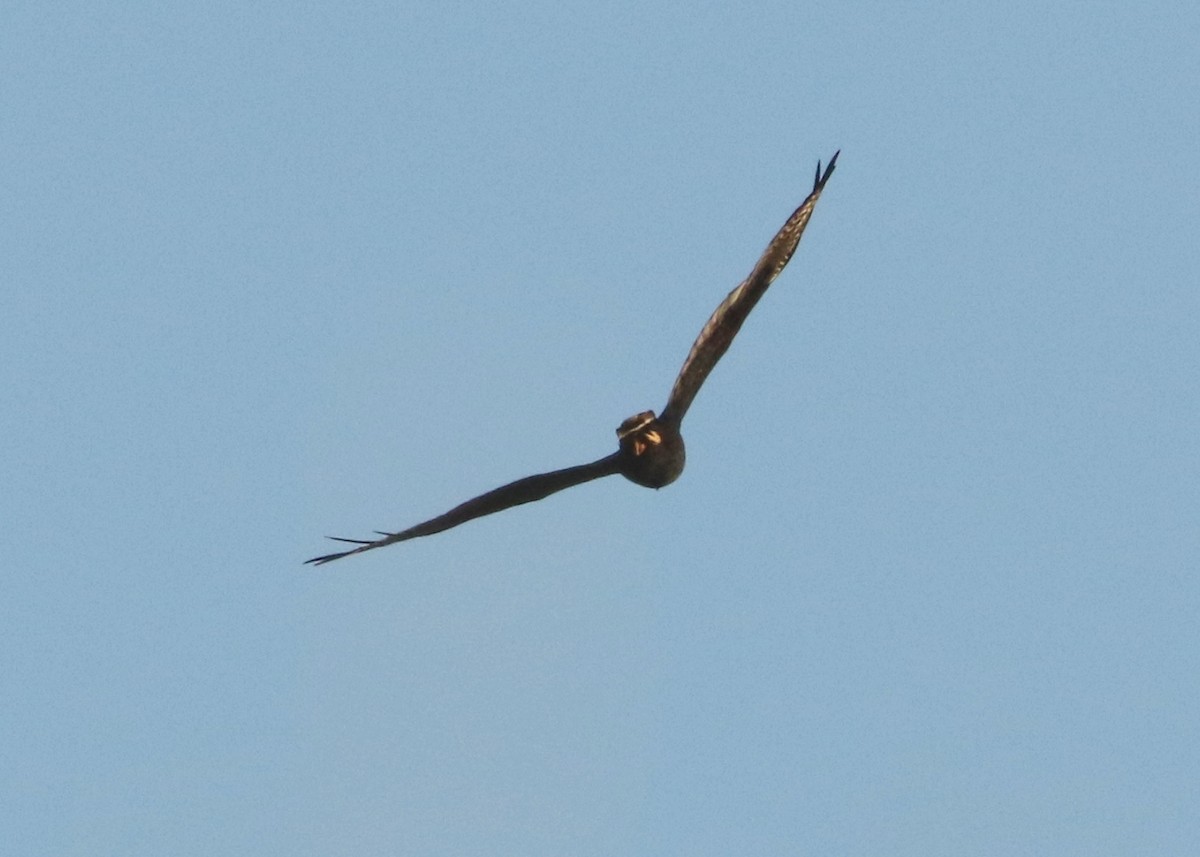 Zone-tailed Hawk - ML610845041