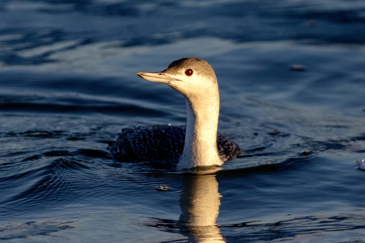 Red-throated Loon - ML610845223