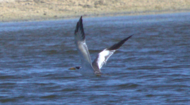 Large-billed Tern - Dan Coleman