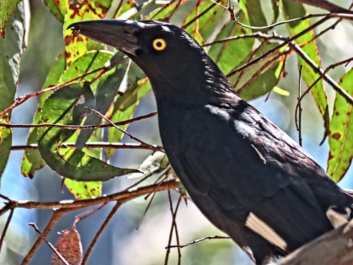 Pied Currawong - ML610845299