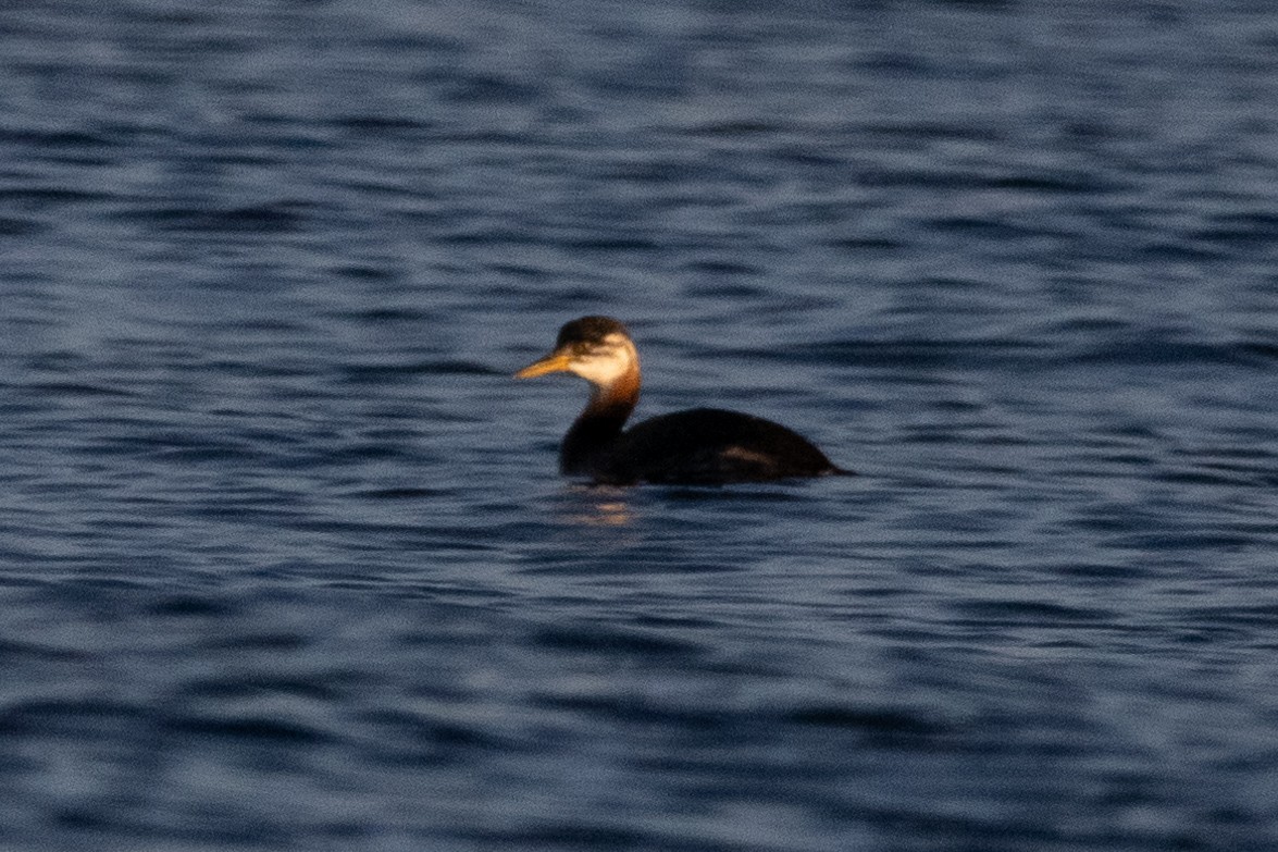 Red-necked Grebe - ML610845314