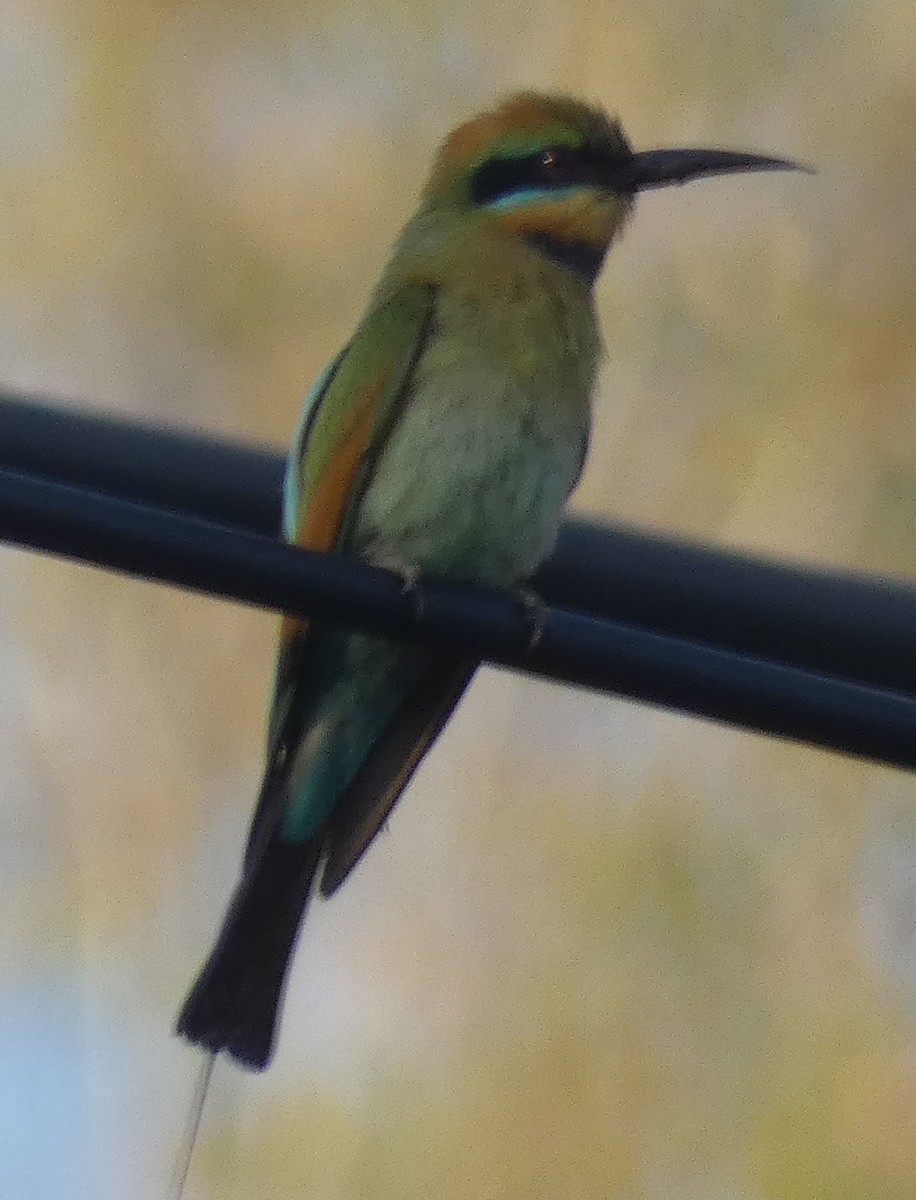 Rainbow Bee-eater - ML610845771