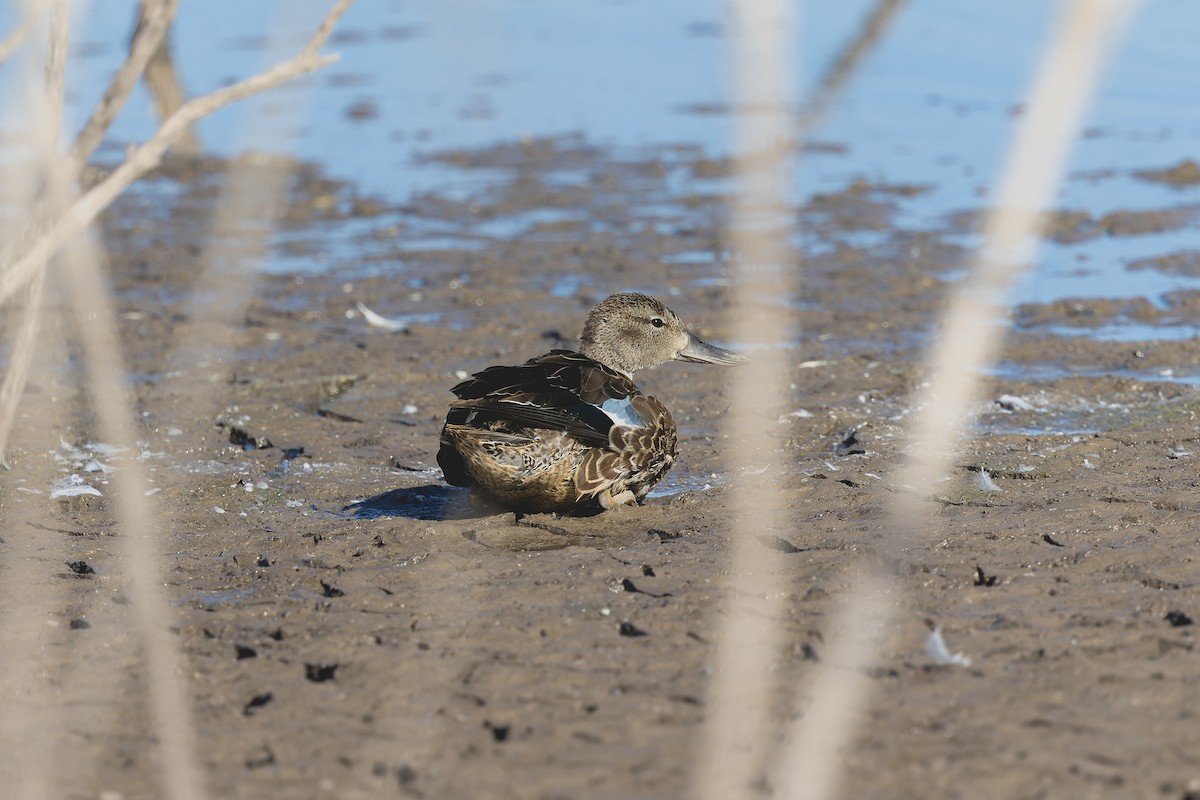 Blue-winged Teal - ML610845949