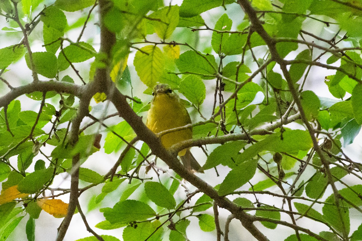 Golden-crowned Warbler - ML610845968