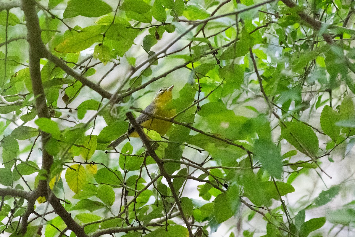 Golden-crowned Warbler - ML610845969