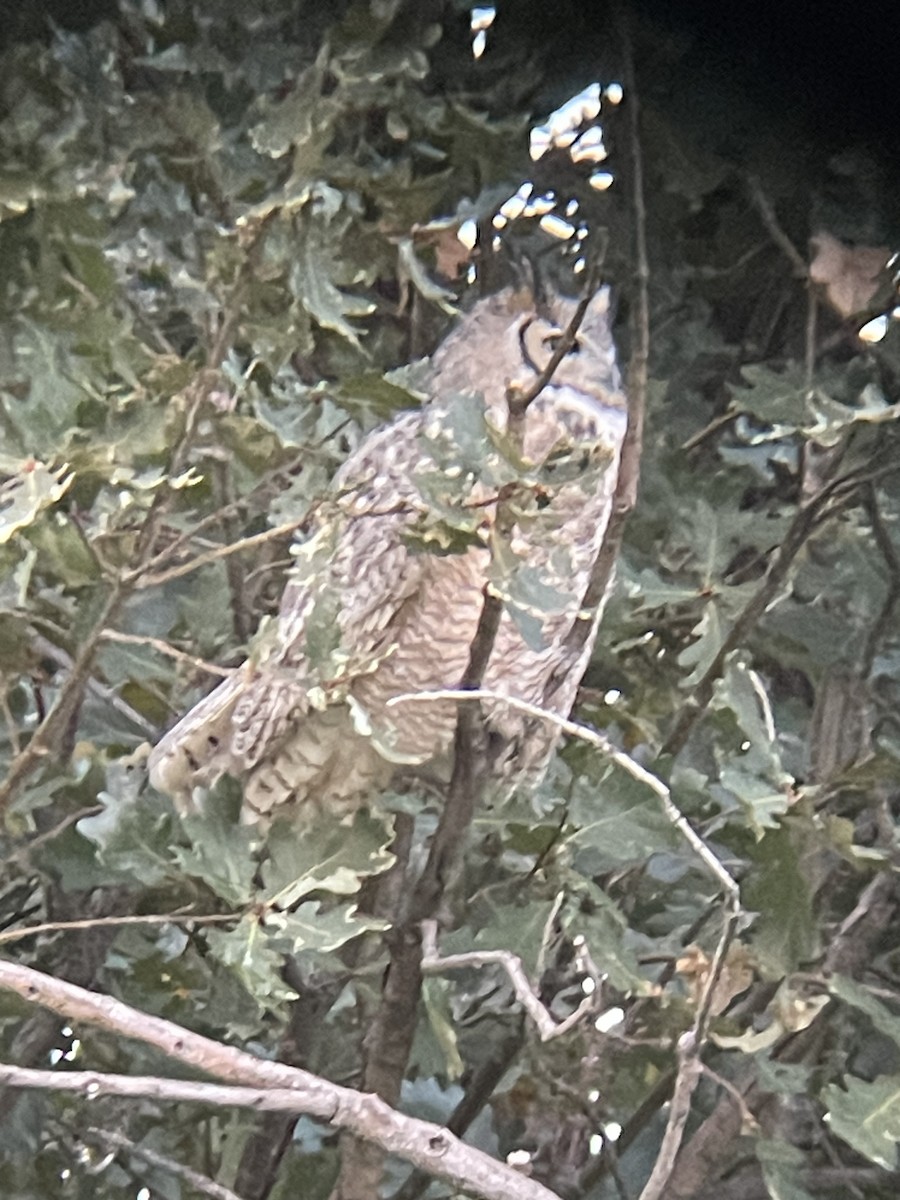 Great Horned Owl - ML610846069