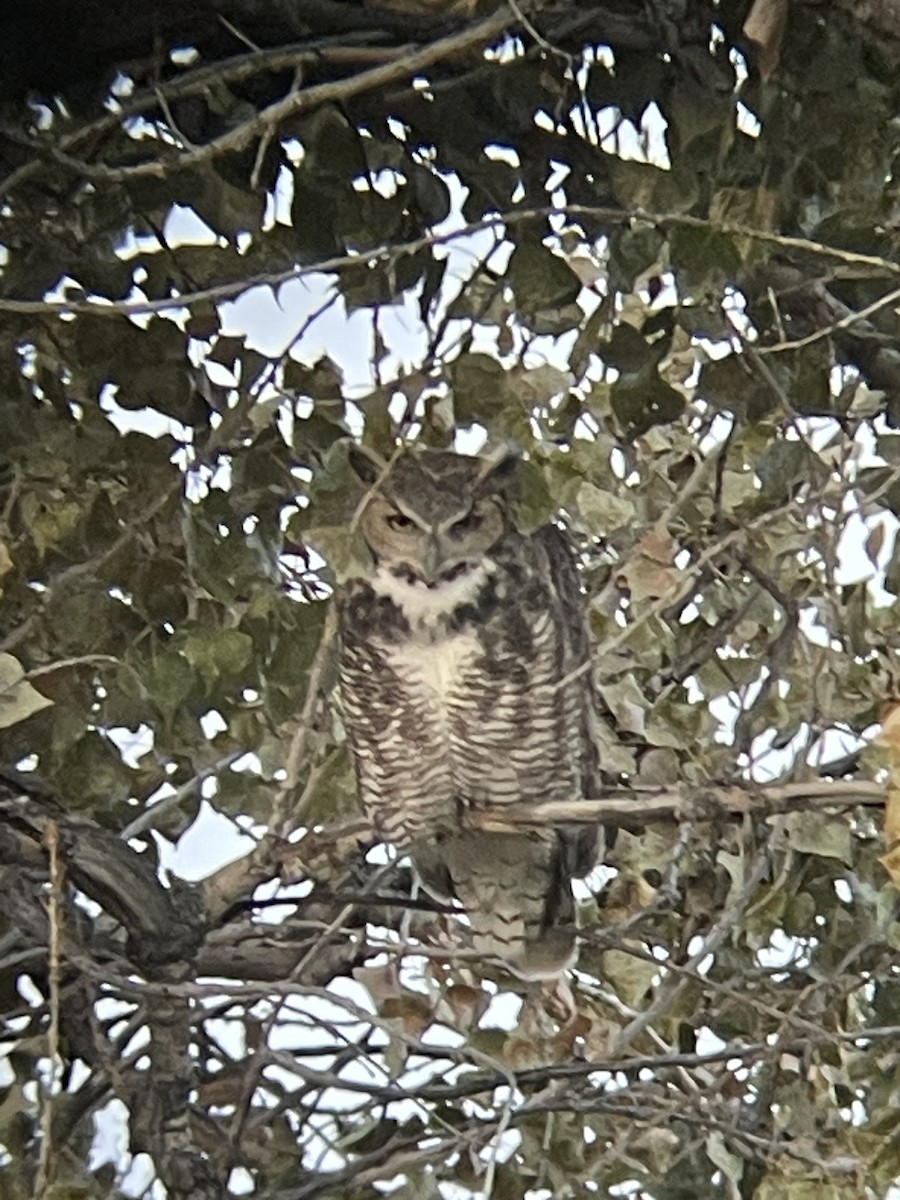 Great Horned Owl - ML610846070