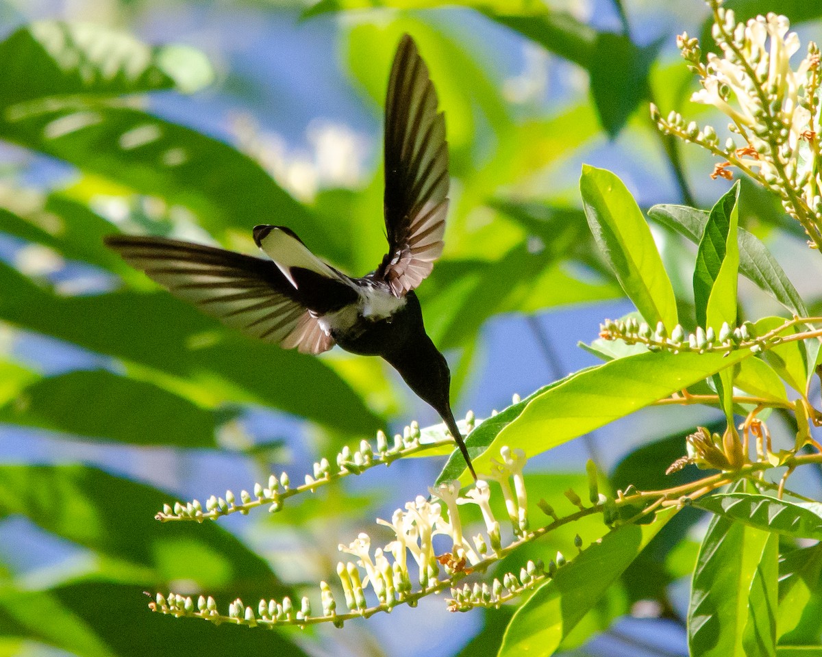 kolibřík černobílý - ML610846174