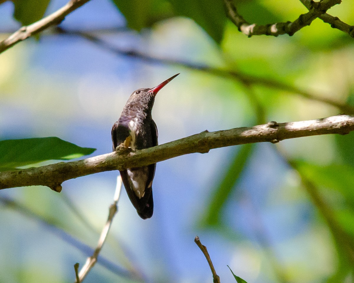 kolibřík safírový - ML610846245