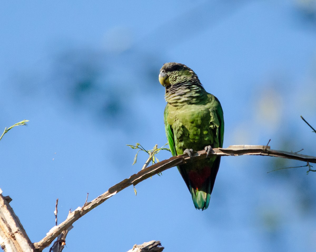 Scaly-headed Parrot - ML610846296