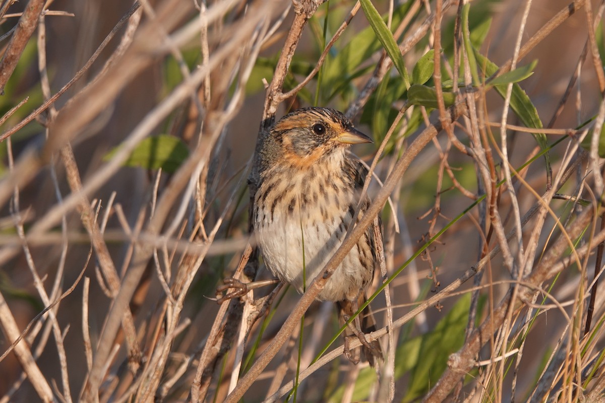 Saltmarsh Sparrow - ML610846461