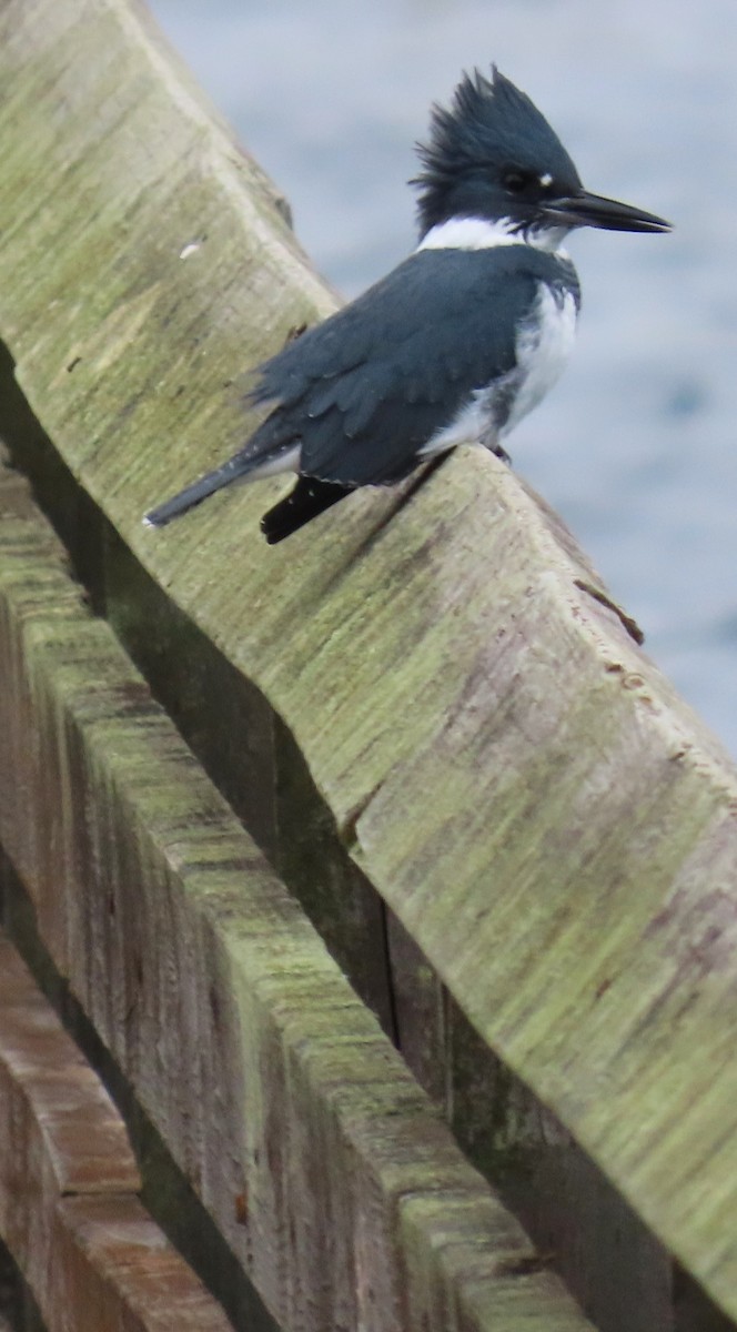 Belted Kingfisher - ML610847046