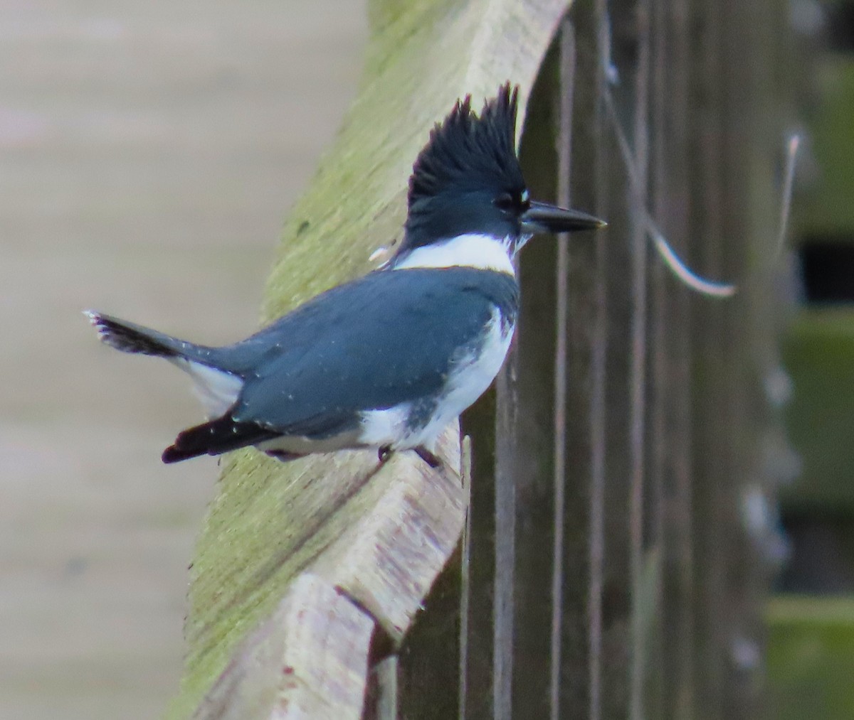 Belted Kingfisher - ML610847085