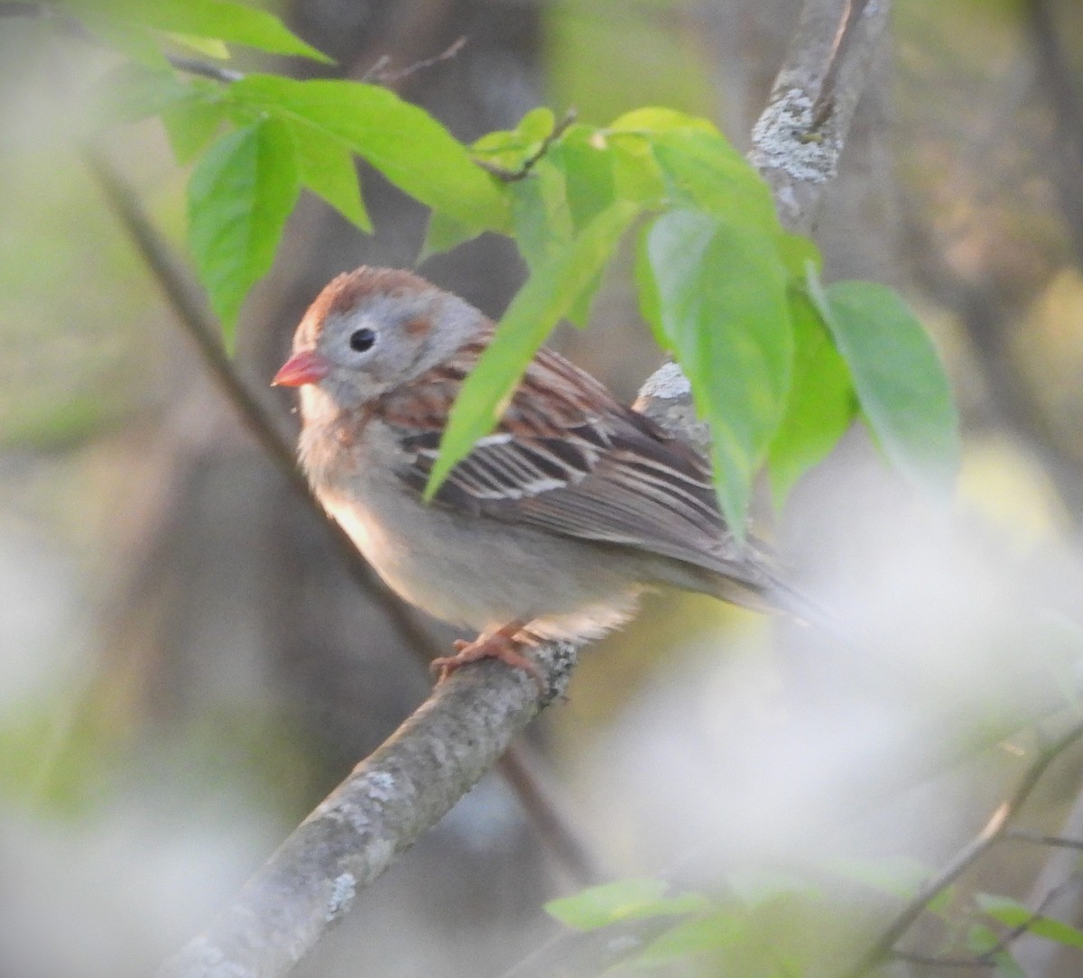 Field Sparrow - ML610847097