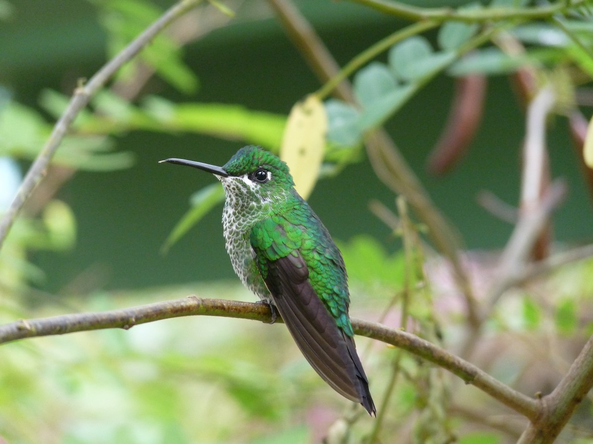 kolibřík subtropický - ML61084761