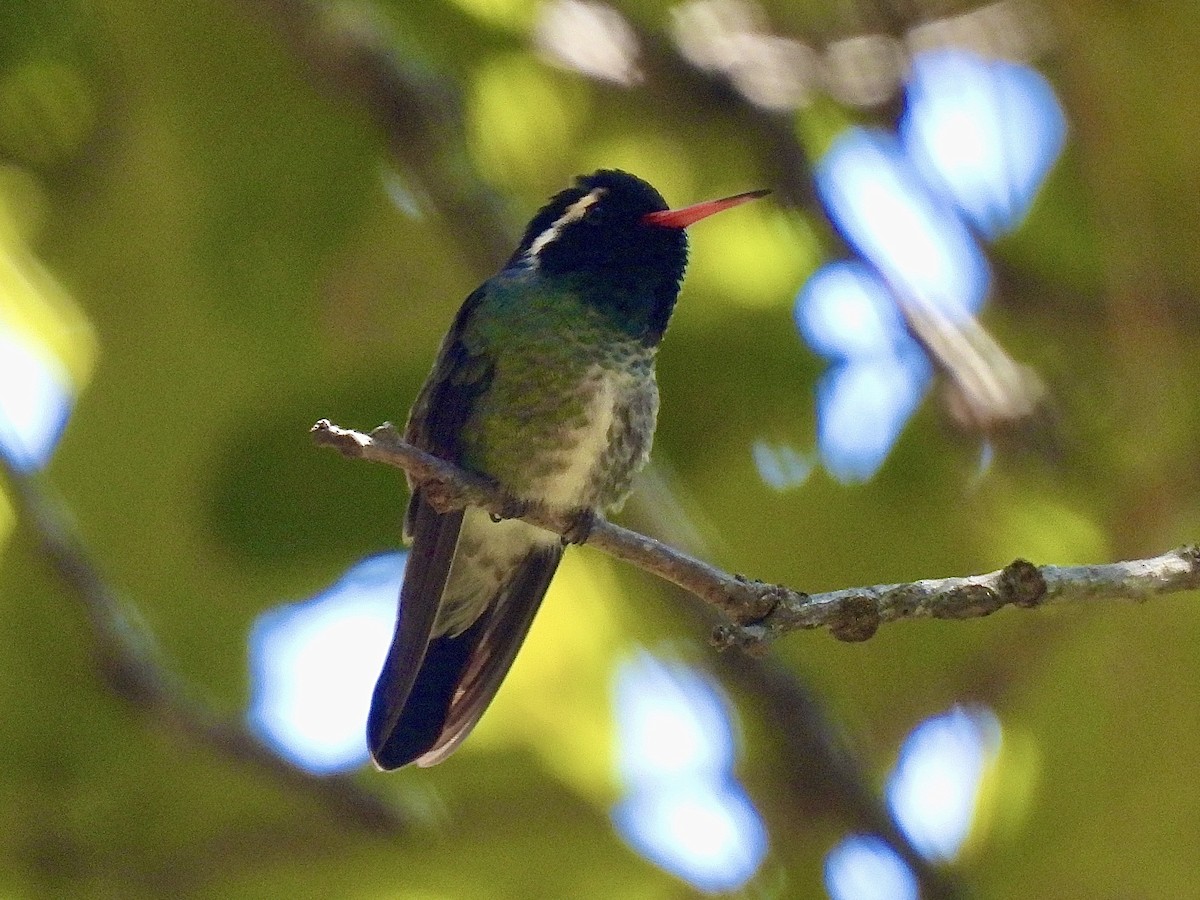 kolibřík bělouchý - ML610847725