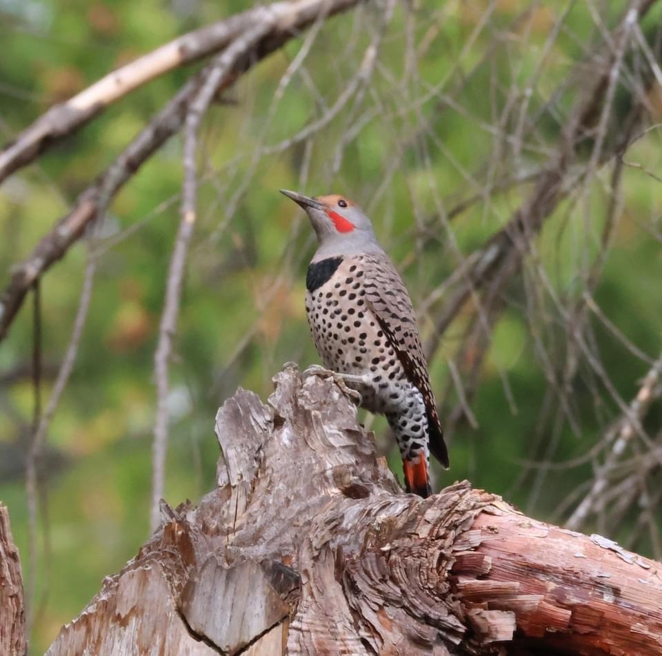 Northern Flicker (Red-shafted) - ML610847991