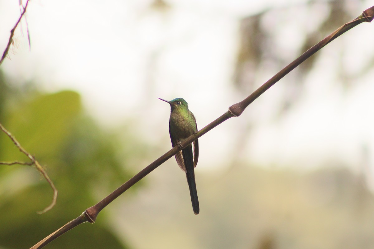 Violet-tailed Sylph - ML610848377
