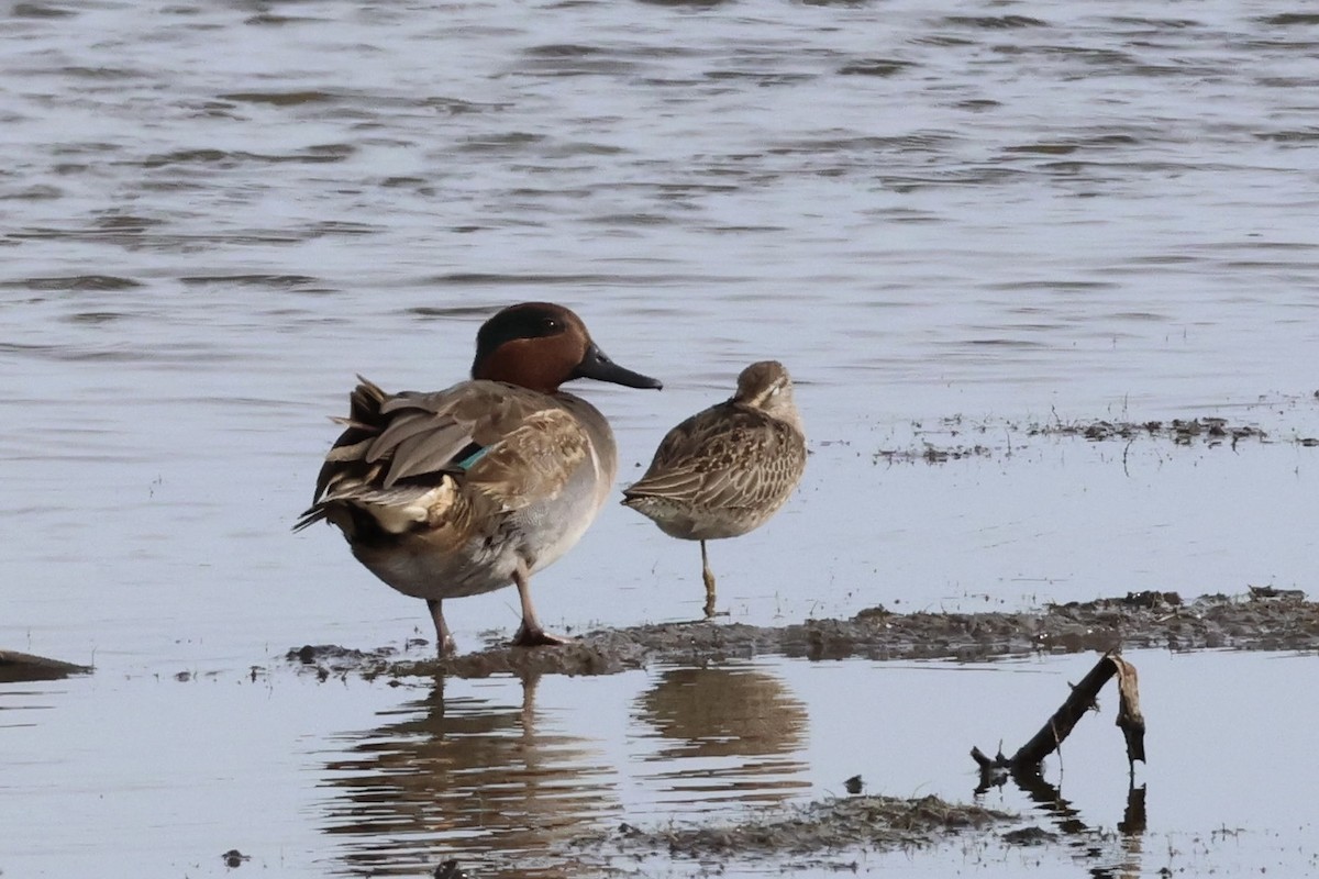 Green-winged Teal - ML610848867