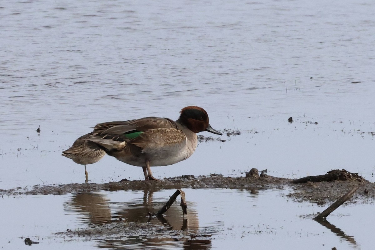 Green-winged Teal - ML610848868