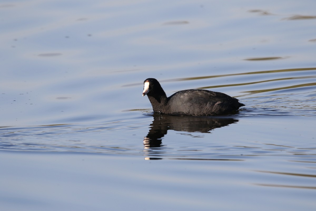 American Coot (Red-shielded) - ML610849045