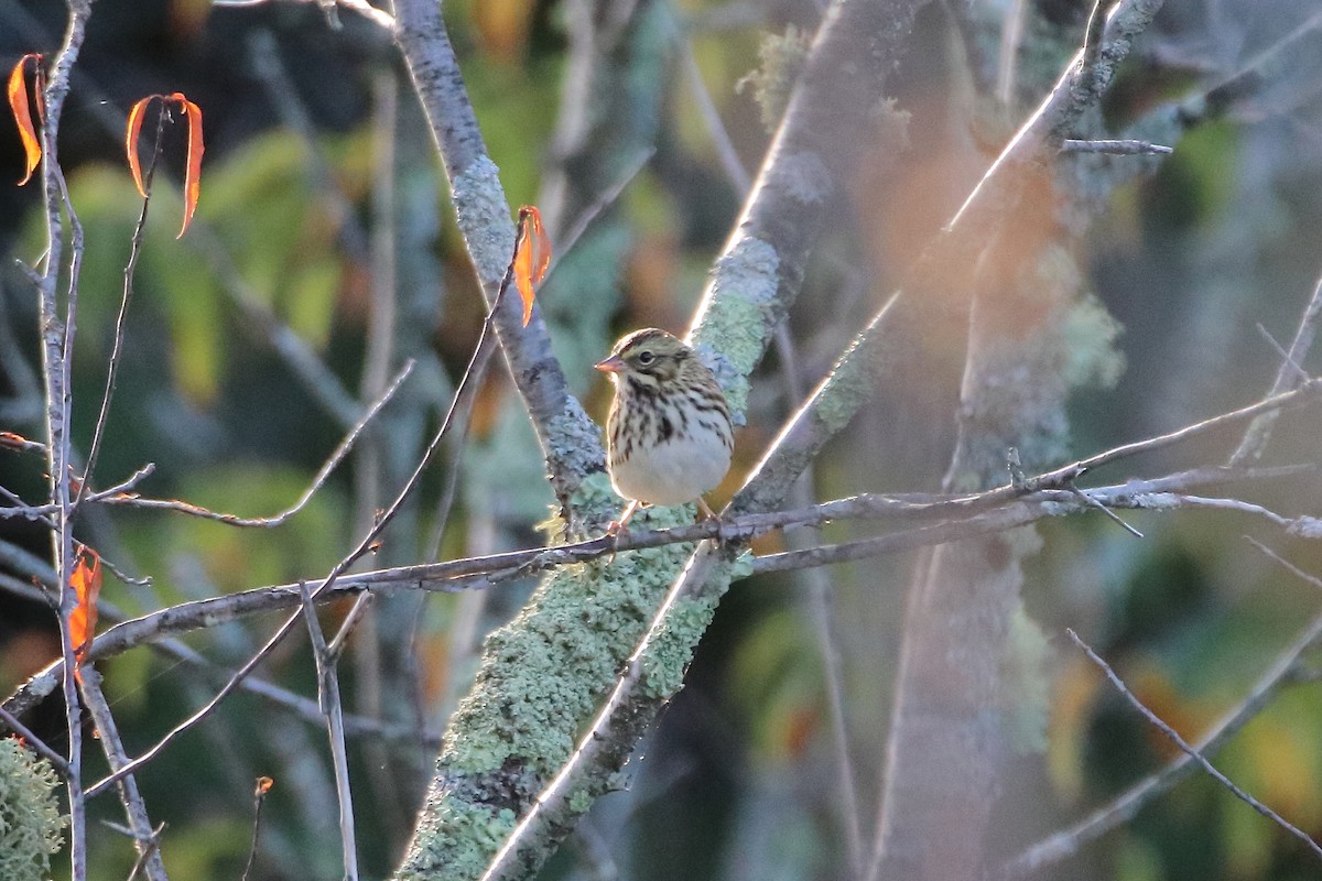 Savannah Sparrow (Savannah) - ML610849119