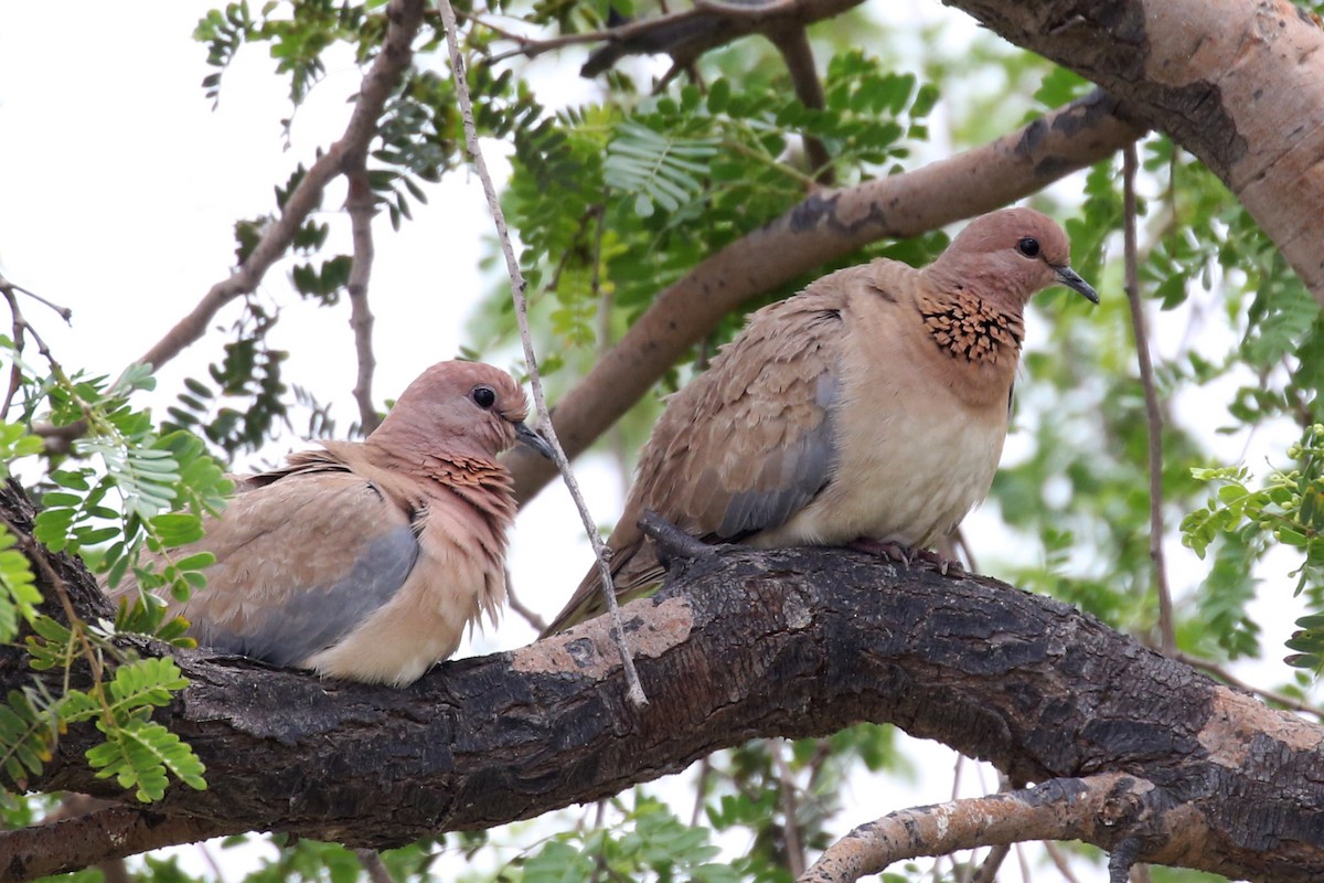 Laughing Dove - ML610849822