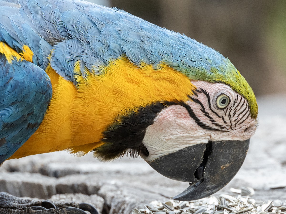 Blue-and-yellow Macaw - ML610849918