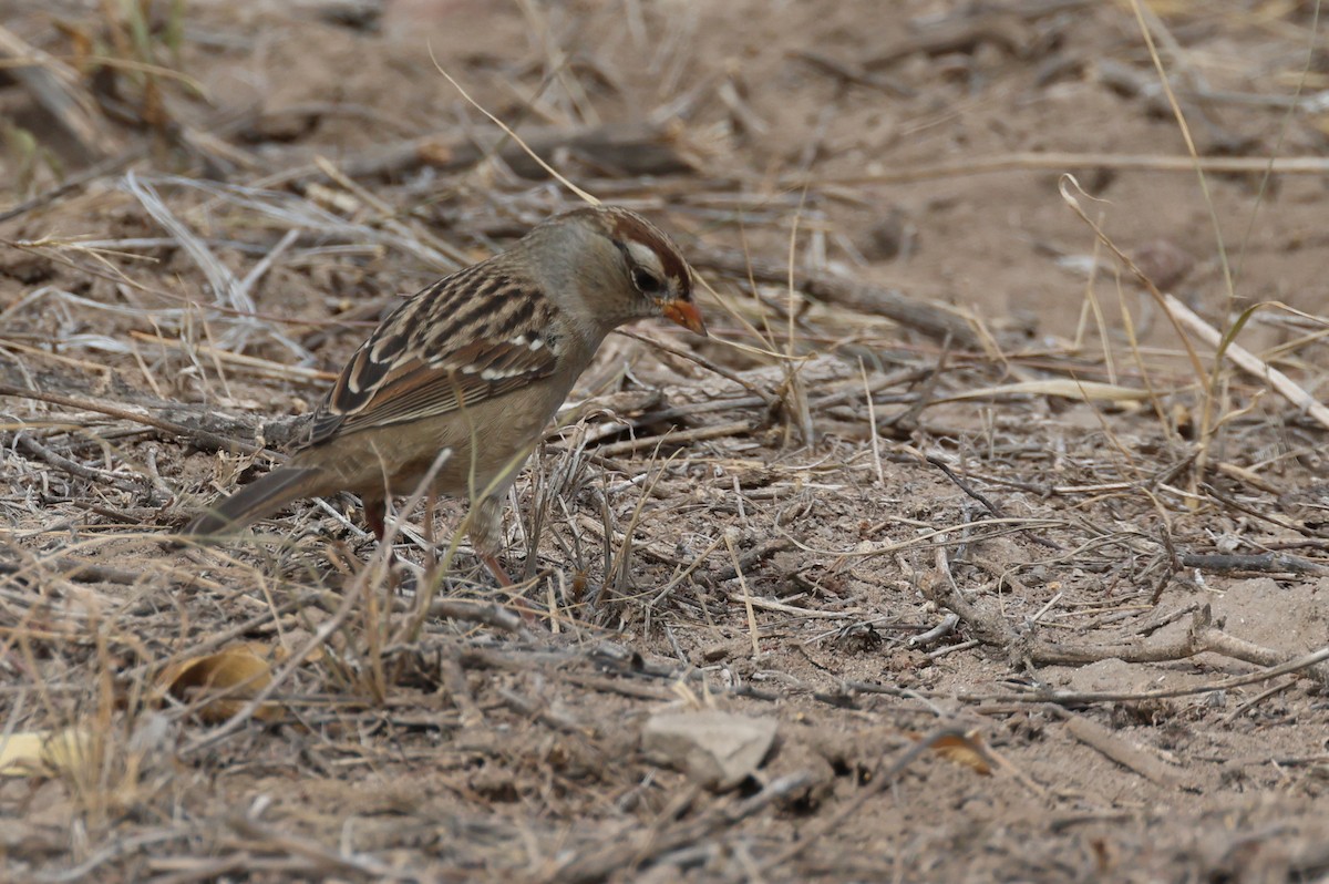 White-crowned Sparrow (Gambel's) - ML610849988