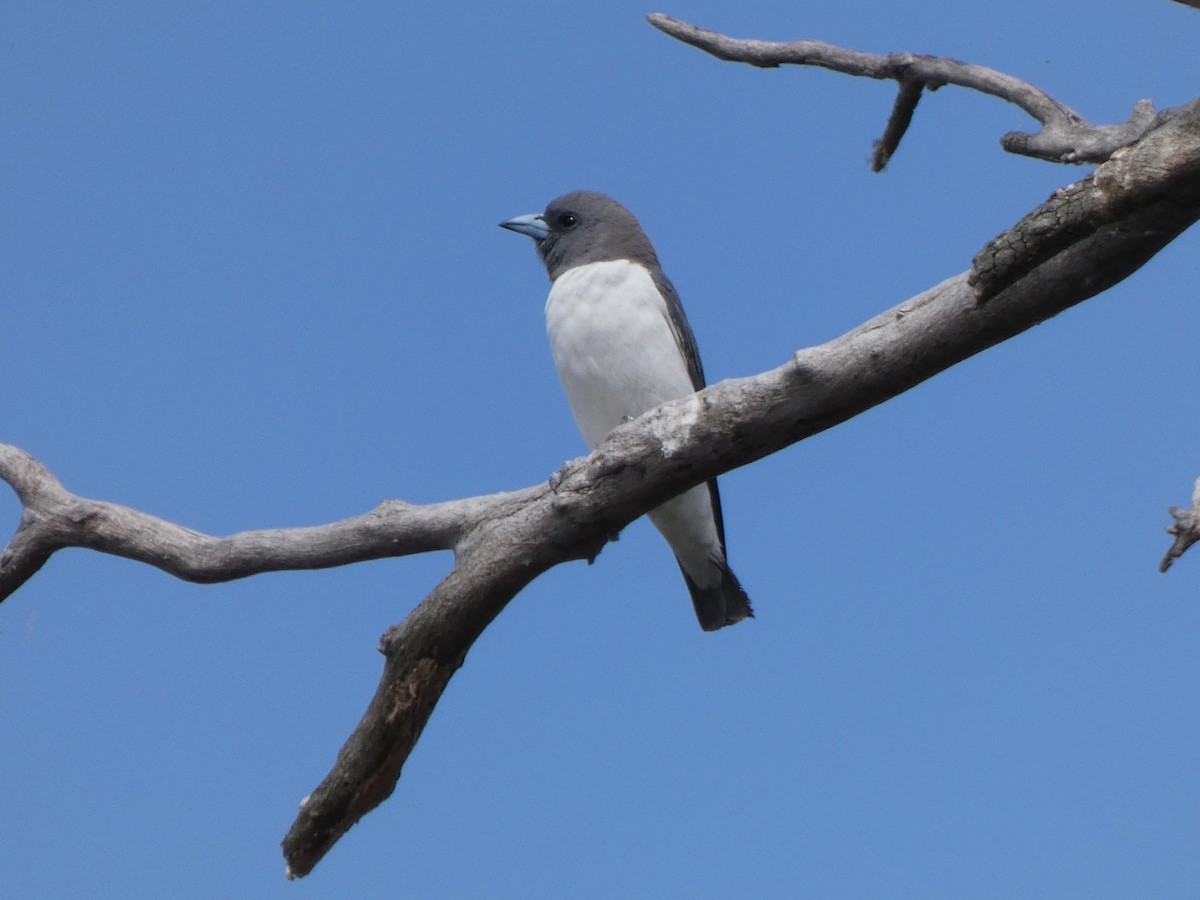 White-breasted Woodswallow - ML610850175