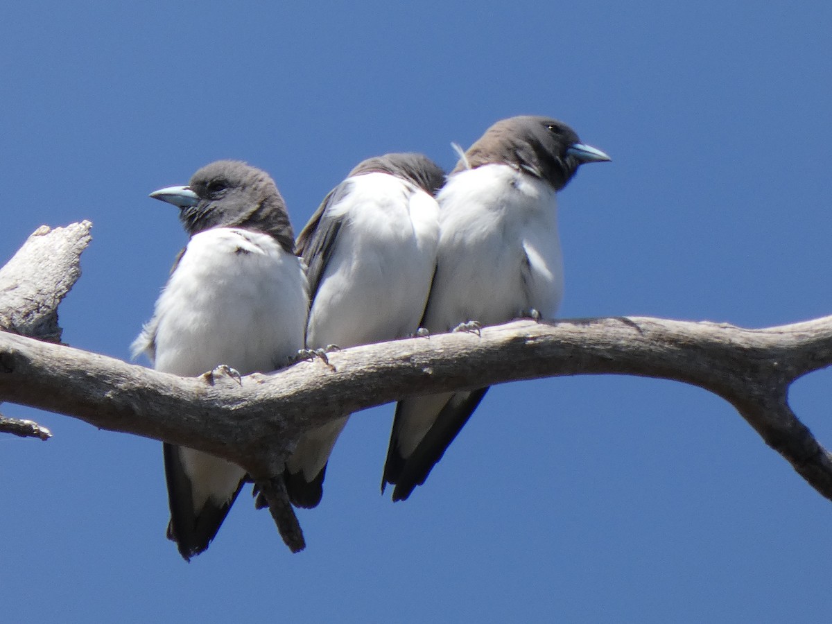 White-breasted Woodswallow - ML610850182