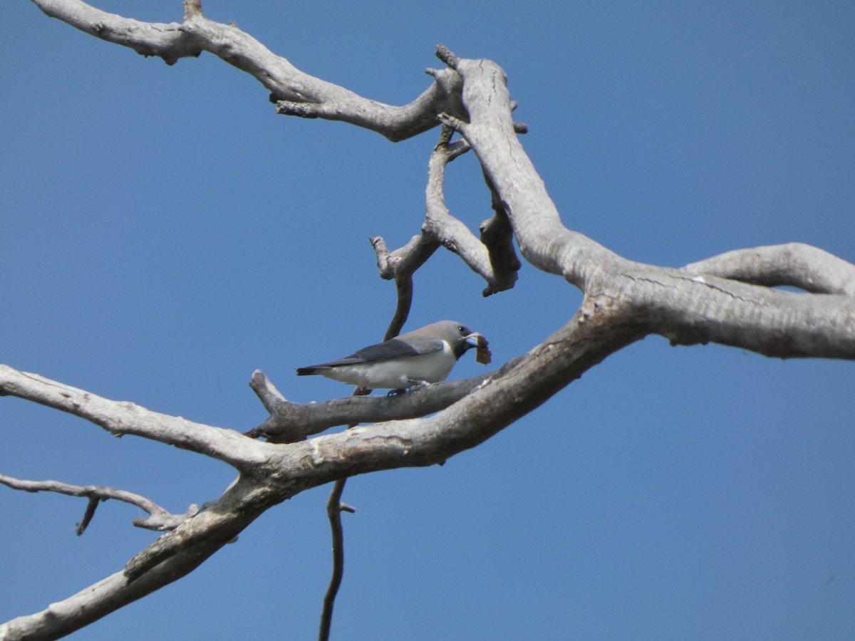 White-breasted Woodswallow - ML610850186