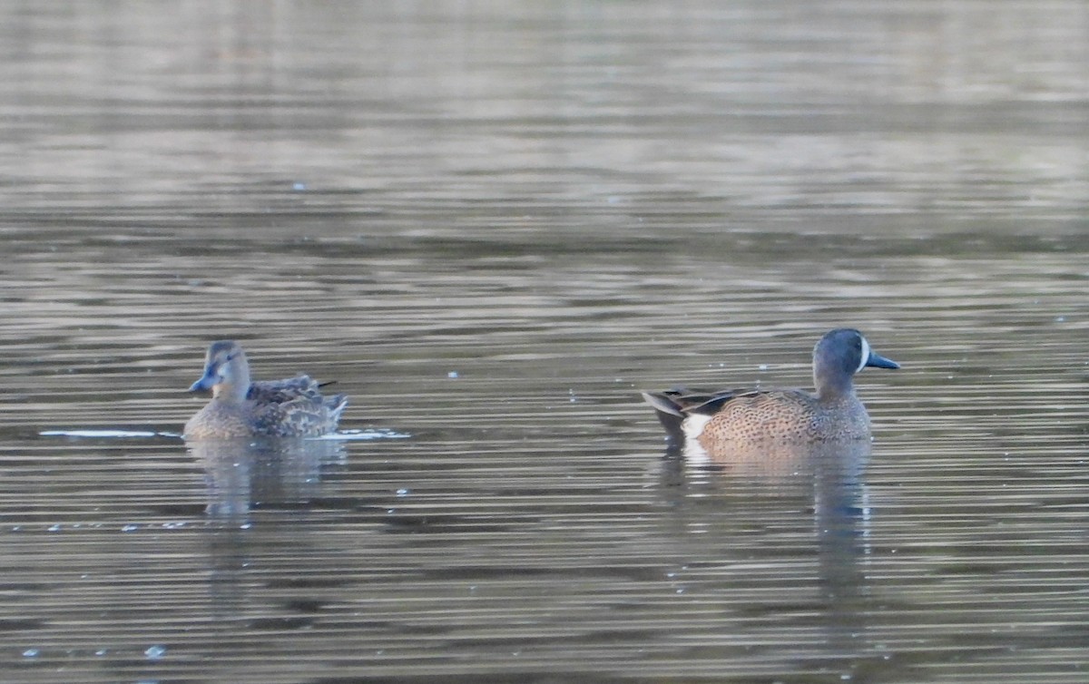 Blue-winged Teal - ML610850830