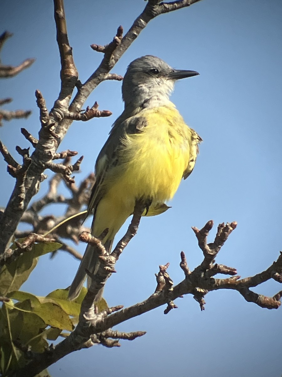 Tropical Kingbird - WS Barbour