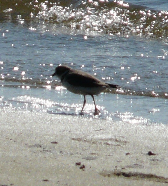 Semipalmated Plover - ML610851034