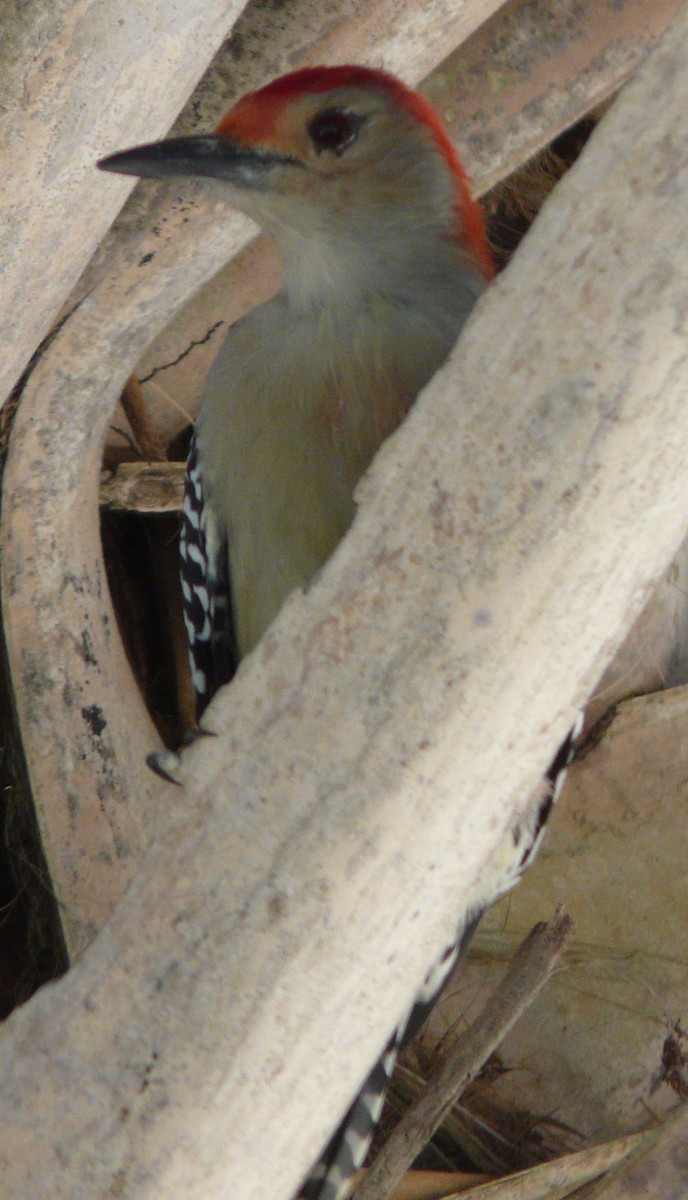 Red-bellied Woodpecker - Sean McCool