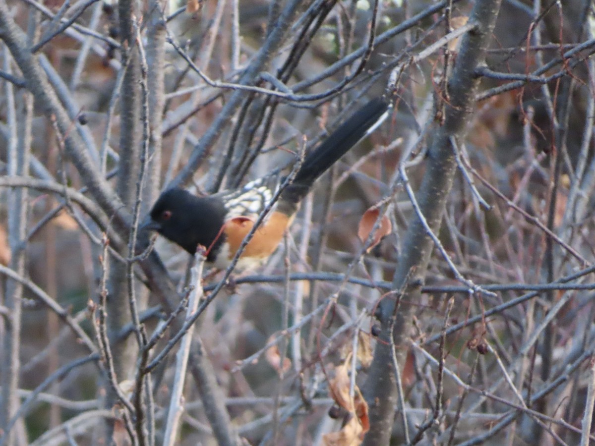 Spotted Towhee - ML610851327