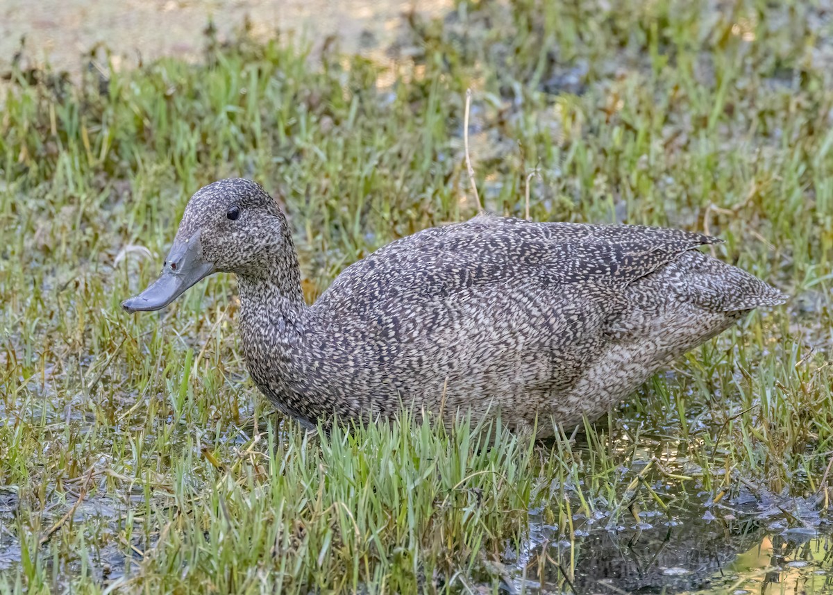 Freckled Duck - ML610851497
