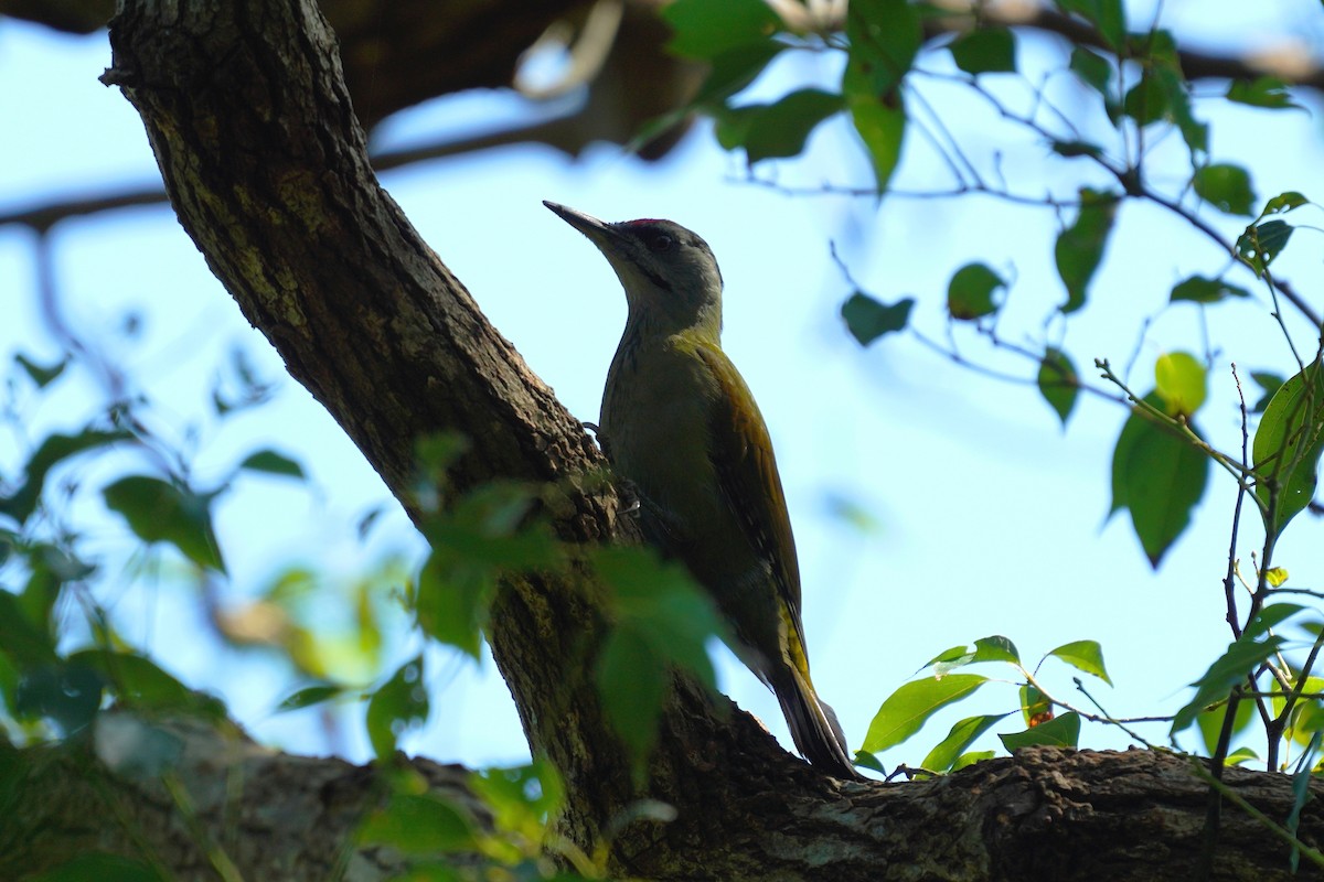 Gray-headed Woodpecker - ML610851601