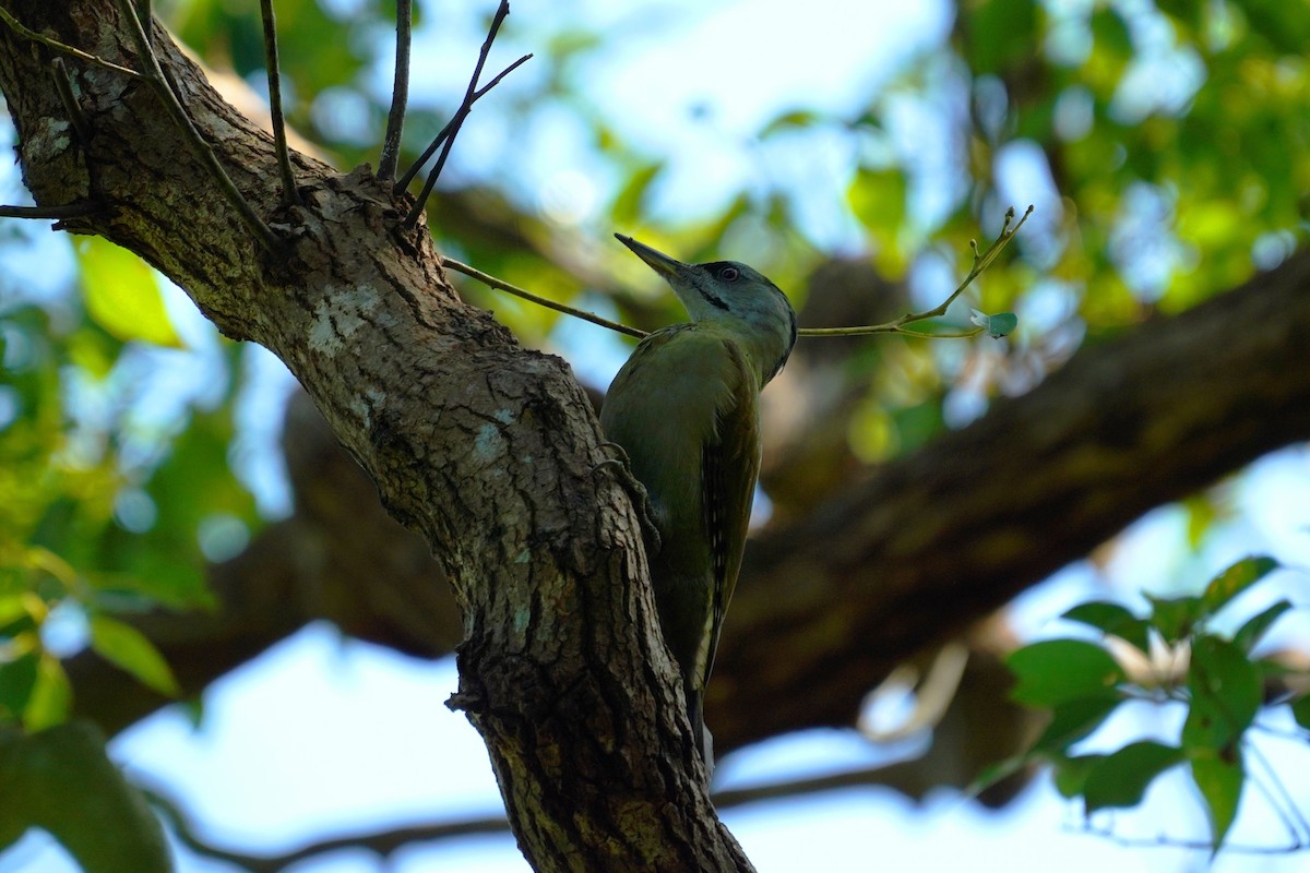 Gray-headed Woodpecker - ML610851606