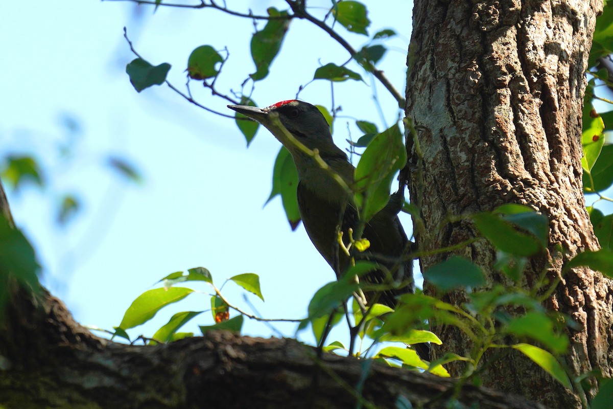 Gray-headed Woodpecker - ML610851611
