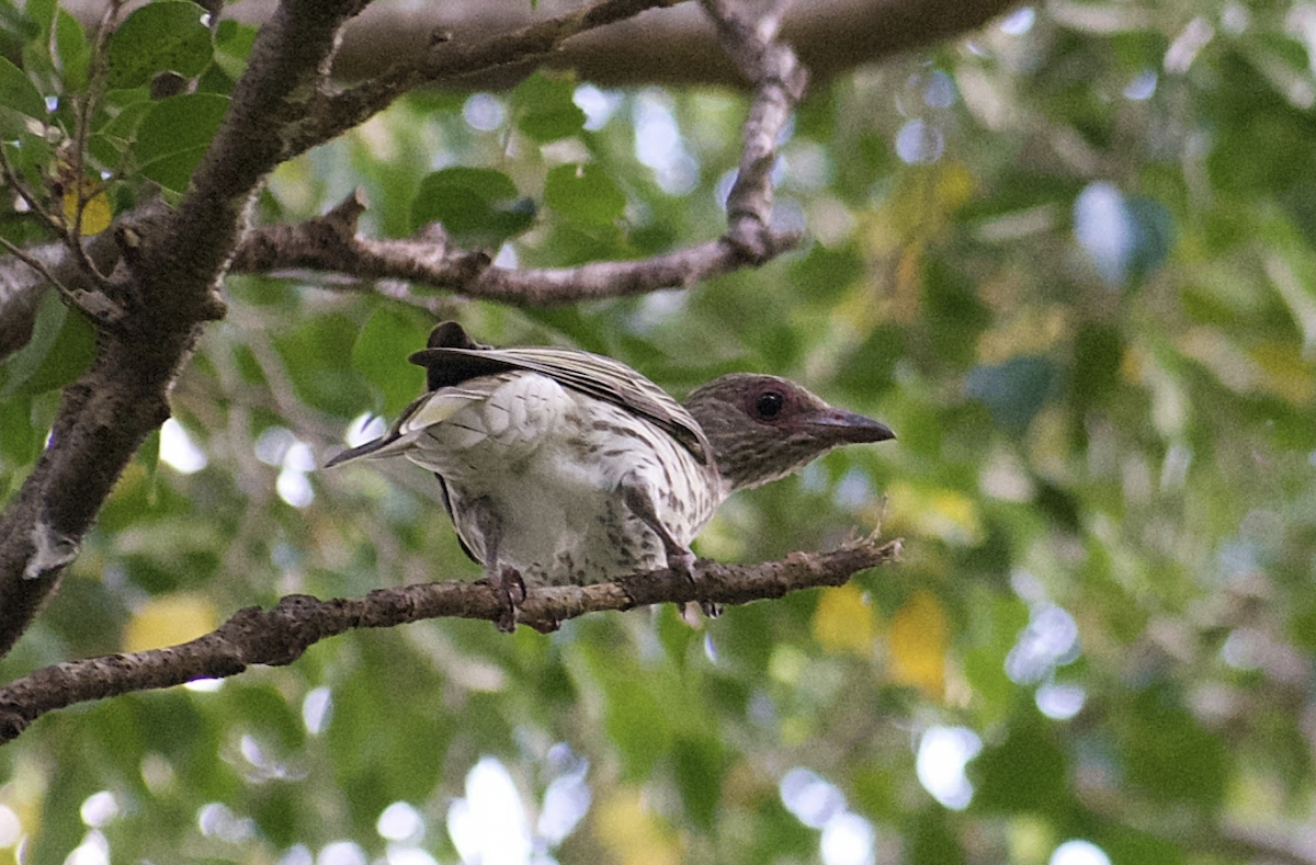 Australasian Figbird - ML610851624