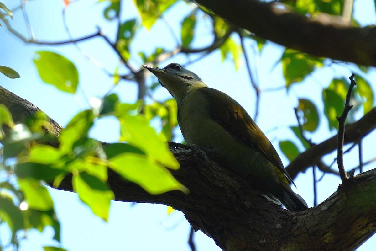 Gray-headed Woodpecker - ML610851628