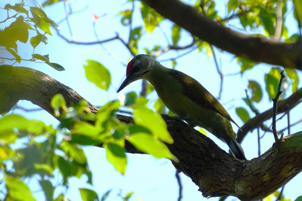 Gray-headed Woodpecker - ML610851634