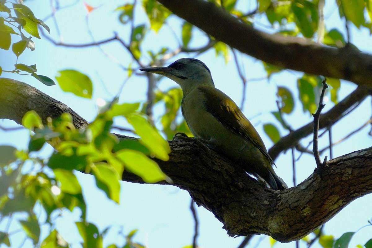 Gray-headed Woodpecker - ML610851642